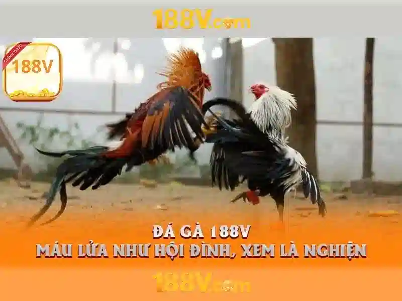 188v no hu – Định hình trải nghiệm và giá trị thương hiệu