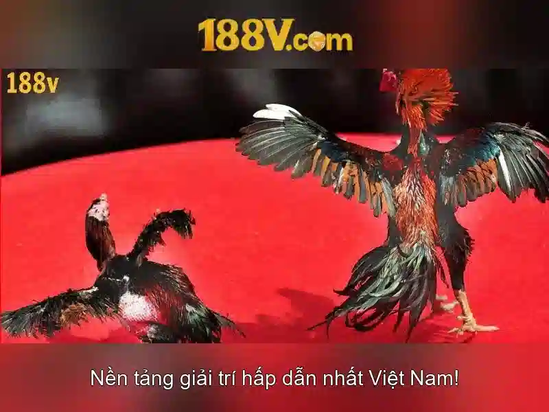 Kết luận về 188v