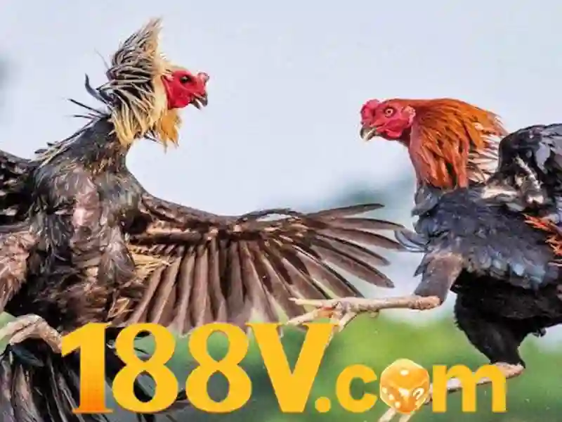 Tổng quan về 188v win